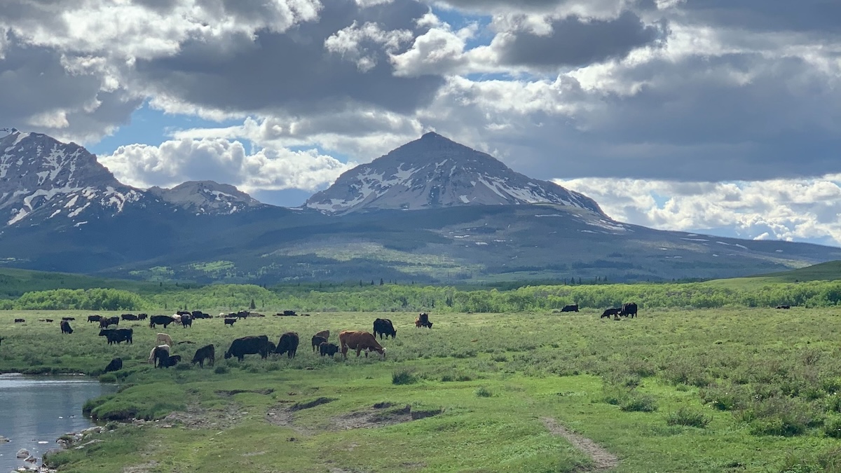 cattle in South Dakota